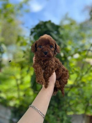 GÜZEL POODLE BEBEKLER