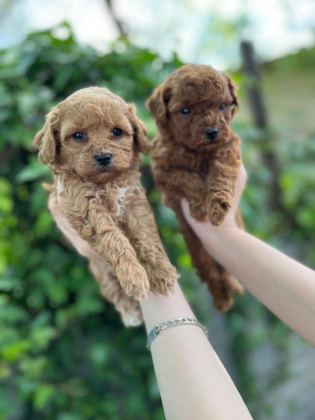 GÜZEL POODLE BEBEKLER