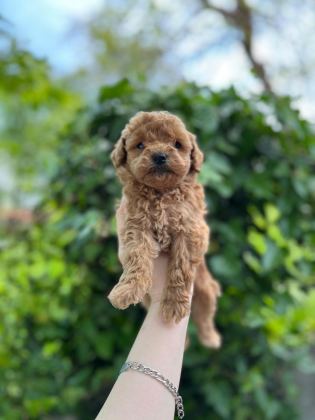 GÜZEL POODLE BEBEKLER
