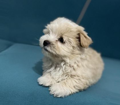 BÖYLE GÜZEL MALTİPOO YAVRUM OLSUN İSTİYORSAN ULAŞABİLİRSİN