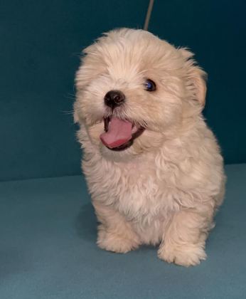 BÖYLE GÜZEL MALTİPOO YAVRUM OLSUN İSTİYORSAN ULAŞABİLİRSİN