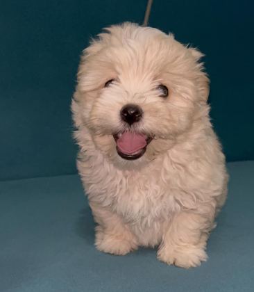 BÖYLE GÜZEL MALTİPOO YAVRUM OLSUN İSTİYORSAN ULAŞABİLİRSİN