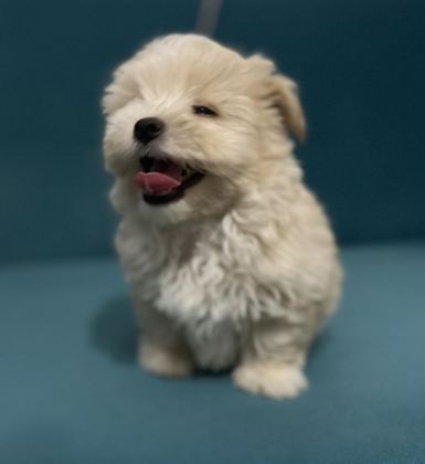 BÖYLE GÜZEL MALTİPOO YAVRUM OLSUN İSTİYORSAN ULAŞABİLİRSİN