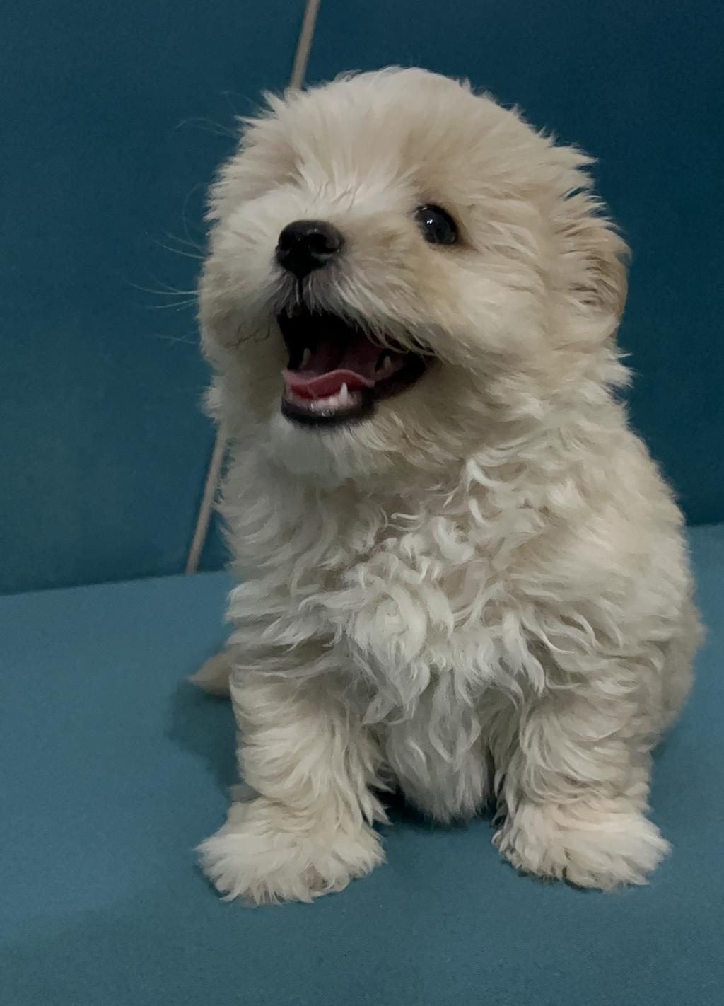 BÖYLE GÜZEL MALTİPOO YAVRUM OLSUN İSTİYORSAN ULAŞABİLİRSİN
