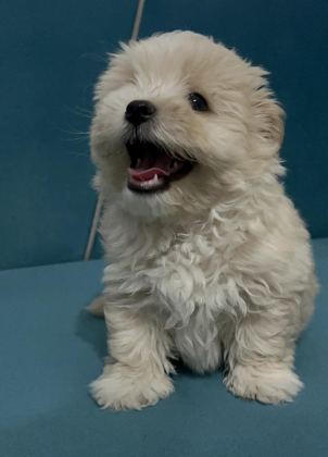 BÖYLE GÜZEL MALTİPOO YAVRUM OLSUN İSTİYORSAN ULAŞABİLİRSİN
