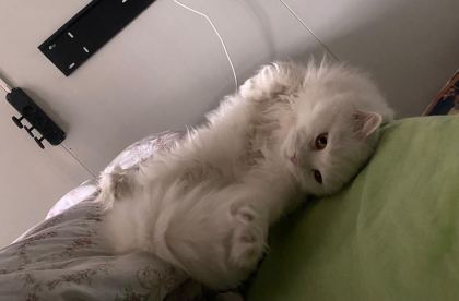 ANKARA KEDİSİ 3 YAŞINDA