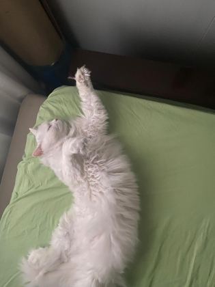 ANKARA KEDİSİ 3 YAŞINDA