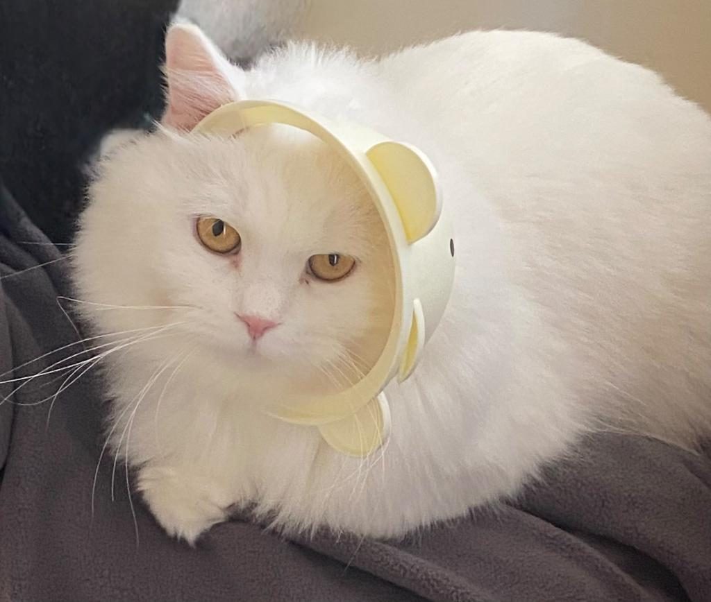 ANKARA KEDİSİ 3 YAŞINDA