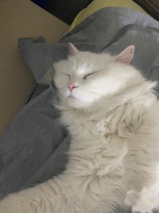 ANKARA KEDİSİ 3 YAŞINDA