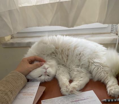 ANKARA KEDİSİ 3 YAŞINDA