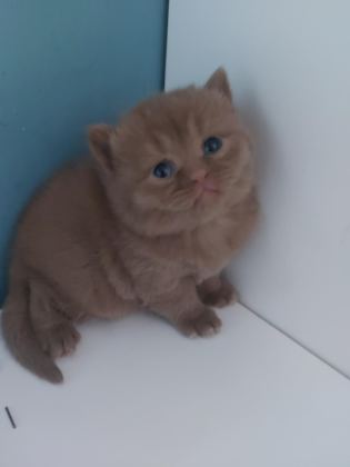 CINNAMON DİŞİ ERKEK BRITISH SHORTHAIR YAVRULARIMIZ