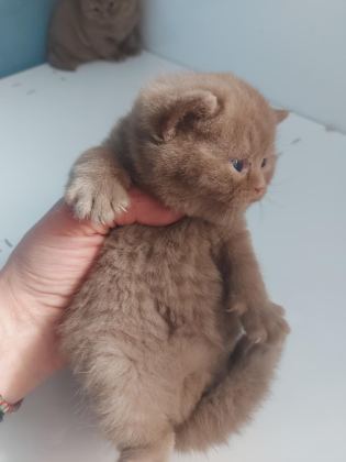 CINNAMON DİŞİ ERKEK BRITISH SHORTHAIR YAVRULARIMIZ