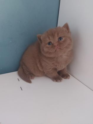 CINNAMON DİŞİ ERKEK BRITISH SHORTHAIR YAVRULARIMIZ