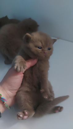 CINNAMON DİŞİ ERKEK BRITISH SHORTHAIR YAVRULARIMIZ