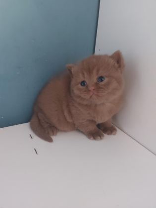 CINNAMON DİŞİ ERKEK BRITISH SHORTHAIR YAVRULARIMIZ