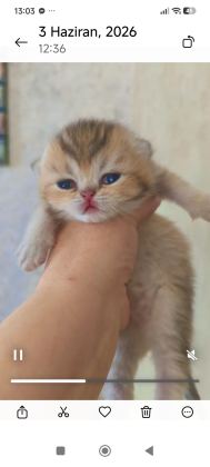 GOLDEN NY25 AYI SURAT KEDİMİZ