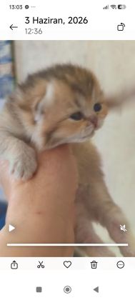 GOLDEN NY25 AYI SURAT KEDİMİZ