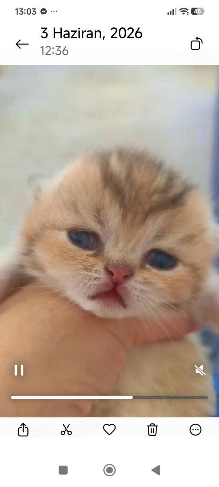 GOLDEN NY25 AYI SURAT KEDİMİZ