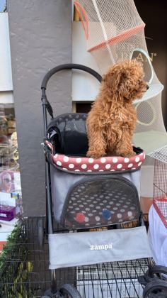 BEBEK ARABASI ÜCRETSİZ TOY POODLE