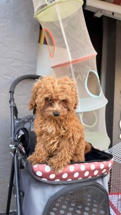 BEBEK ARABASI ÜCRETSİZ TOY POODLE