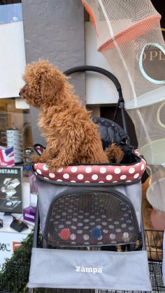 BEBEK ARABASI ÜCRETSİZ TOY POODLE