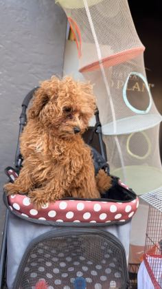 BEBEK ARABASI ÜCRETSİZ TOY POODLE
