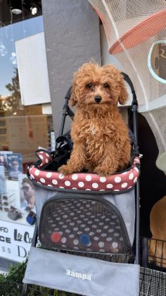 BEBEK ARABASI ÜCRETSİZ TOY POODLE