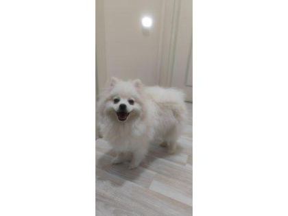 DAMIZLIK POMERANİAN DİŞİ EĞİTİMLİ 10 AYLIK