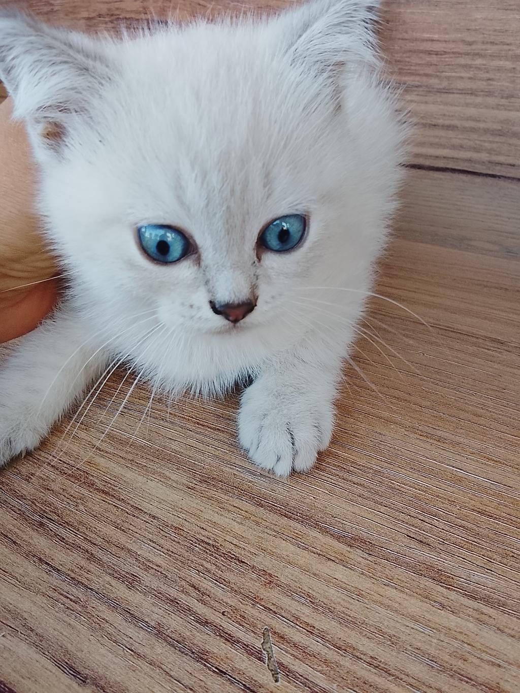 YAVRU KEDİMİZİ SAHİPLENDİRME