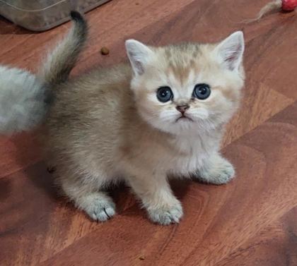 GÜZELLER GÜZELİ BRİTİSH HEPSİ SAFKAN ŞECERELİ