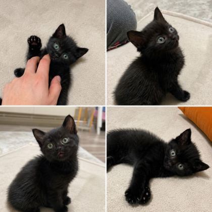 DALTON KARDEŞ KEDİLER