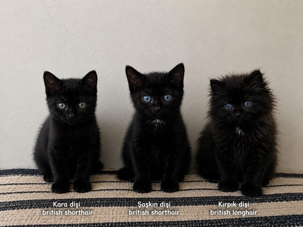 DALTON KARDEŞ KEDİLER