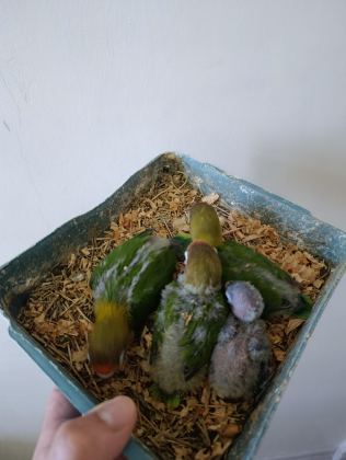 BEBEK CENNET PAPAĞANI