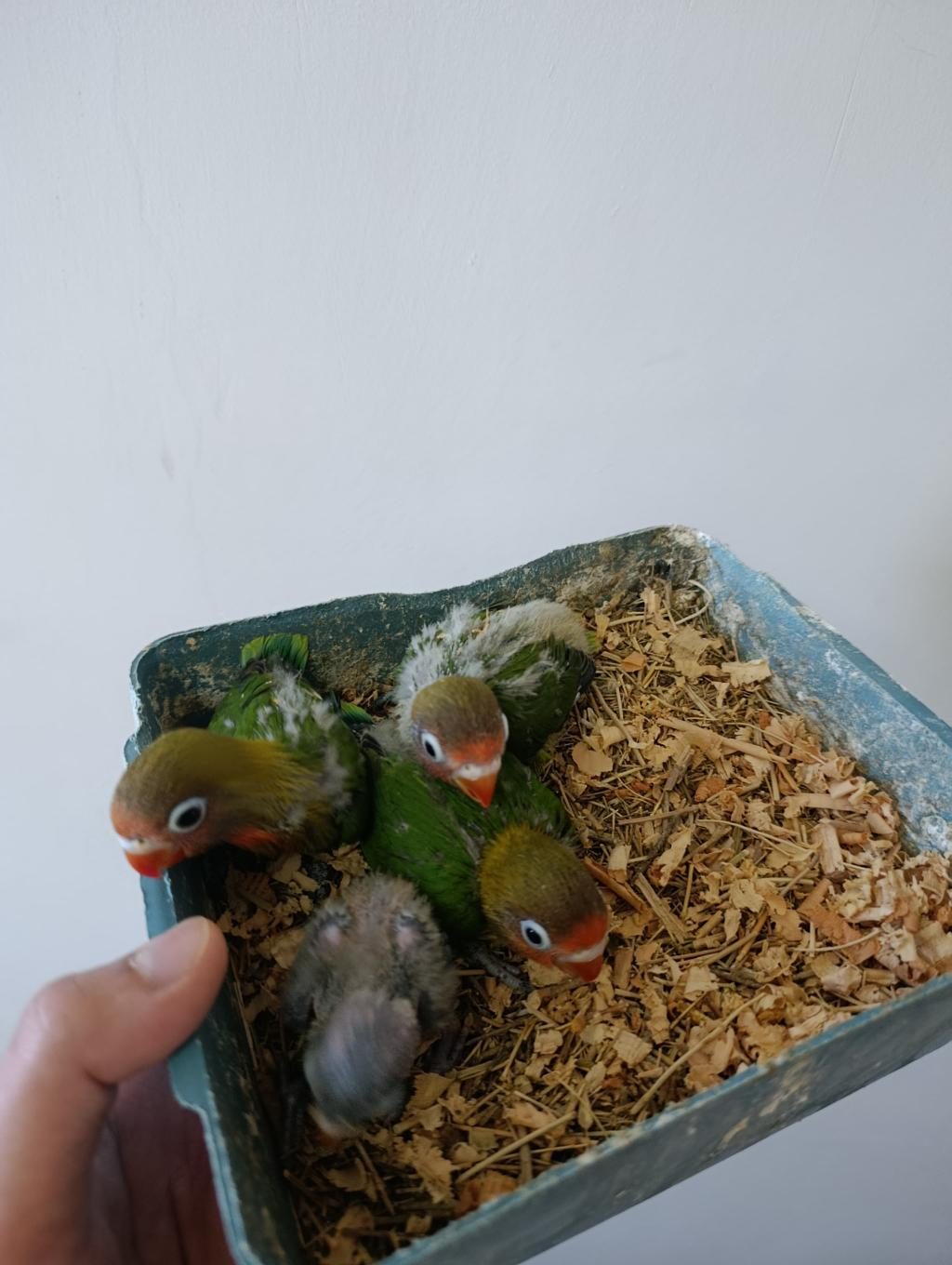 BEBEK CENNET PAPAĞANI