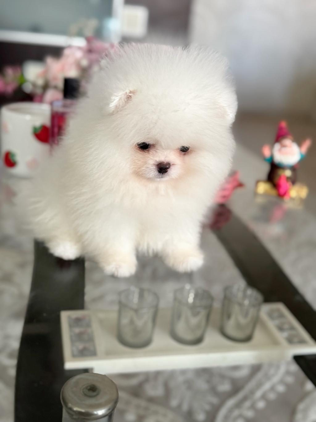 TEACUP AYICIK POMERANİAN