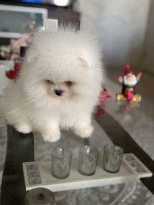 TEACUP AYICIK POMERANİAN