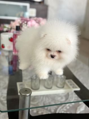 TEACUP AYICIK POMERANİAN