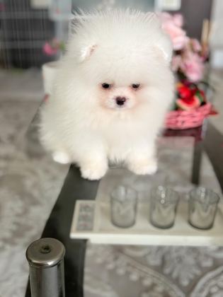 TEACUP AYICIK POMERANİAN