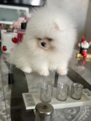 TEACUP AYICIK POMERANİAN