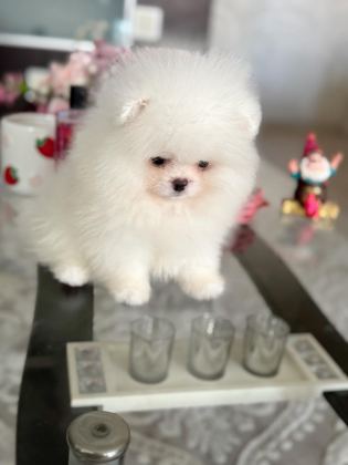 TEACUP AYICIK POMERANİAN