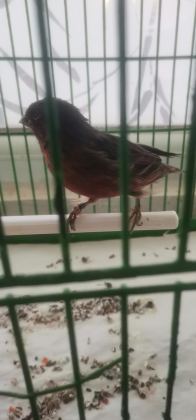 ERKEK ORJİNAL BAKİRİ KANARYA