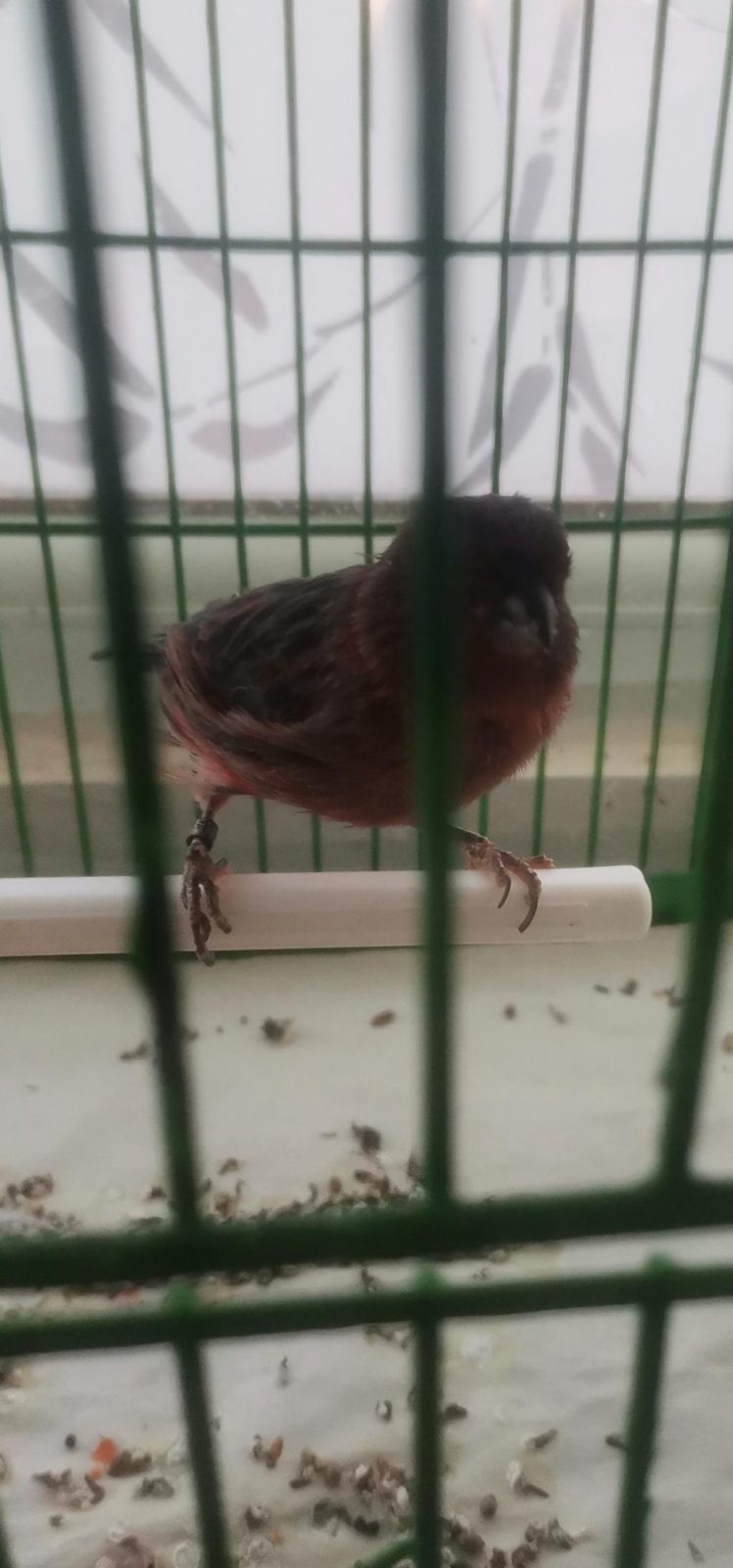 ERKEK ORJİNAL BAKİRİ KANARYA