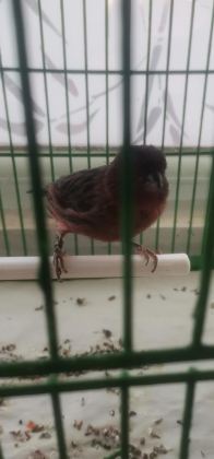 ERKEK ORJİNAL BAKİRİ KANARYA