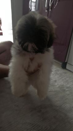 SHİH-TZU YAVRULARIMIZ