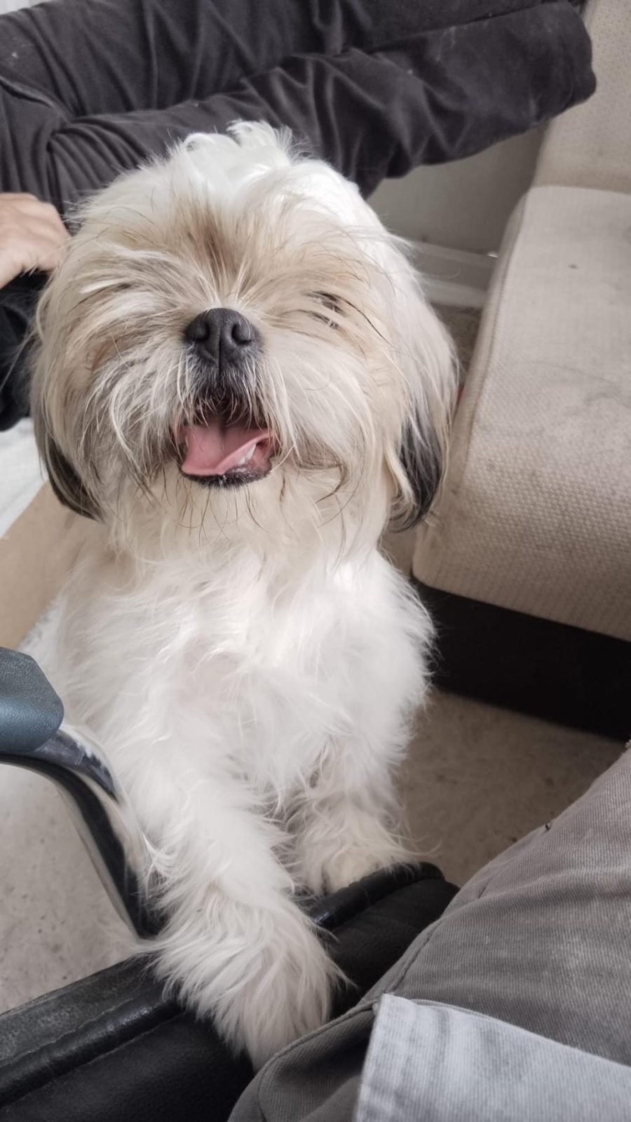 SHİH TZU DİŞİ