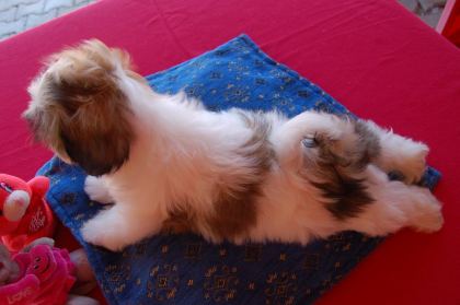 SHİH TZU SAFKAN YAVRULAR