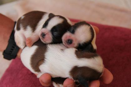 ŞECERELİ VE ÜRETİCİDEN SHİH-TZU KÖPEKLER
