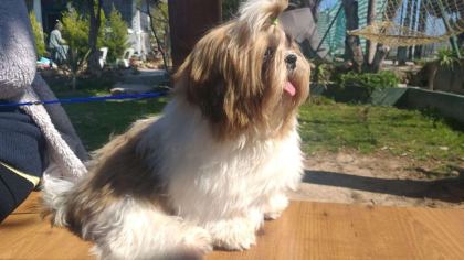 SHİH TZU SAFKAN YAVRULAR