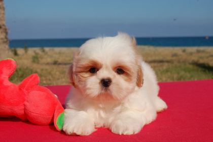 SHİH TZU SAFKAN YAVRULAR