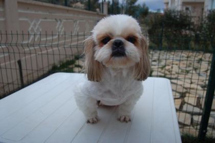 ŞECERELİ VE ÜRETİCİDEN SHİH-TZU KÖPEKLER